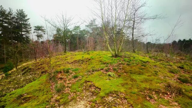 Hill covered with moss and bald trees during winter Dutch dune landscape