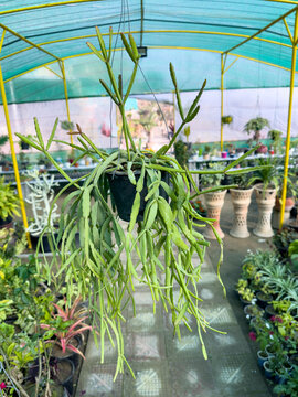 Rhipsalis micrantha hanging cactus plant growing in a hanging pot