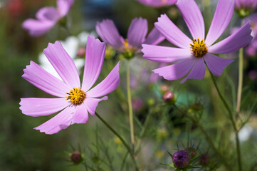 Fototapeta premium Cosmos