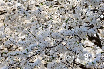 apple flower in spring