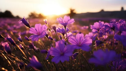 Ingelijste posters lavender field at sunset © faiz