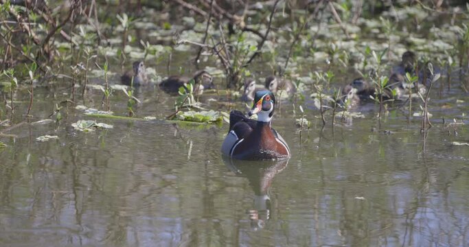 Male Wood Duck swimming with baby ducklings behind through vegetation