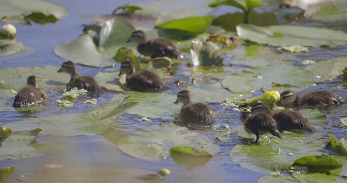 Flock of baby Wood ducklings swimming, walking, and eating amongst lily pads