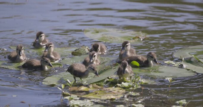 Flock of baby Wood ducklings jumping onto and walking on lily pads