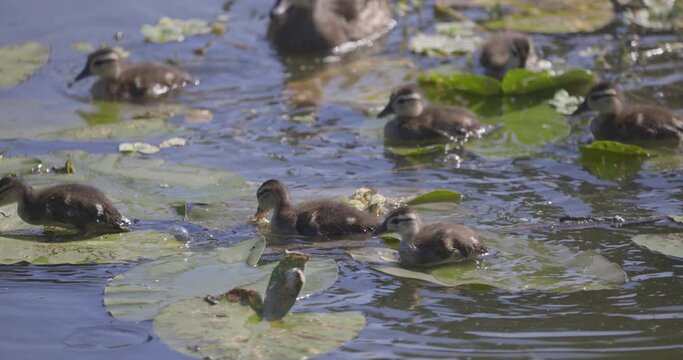 Flock of baby wood ducklings swimming and walking over lily pads