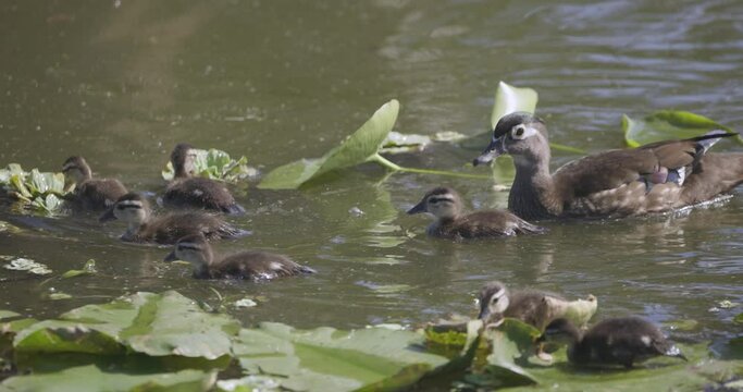 Baby Wood ducklings swimming amongst lily pads with mother in Florida