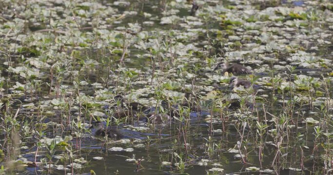 Baby Wood ducklings foraging and swimming through vegetation in wetland during spring time