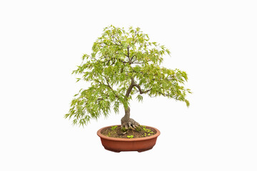 feathered maple tree bonsai - 762992809