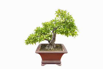 elm bonsai tree isolated