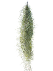 hanging Tillandsia usneoides Spanish moss plant