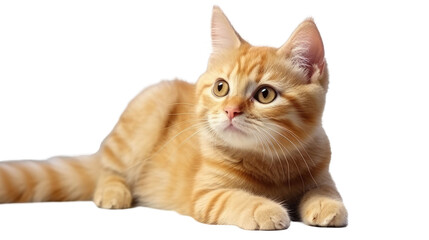 Fototapeta premium cute ginger cat lies on his stomach and looks to the side, front view, isolated on white background