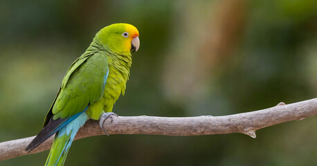Colorful quaker parrot, native to south america, isolated against white background, showcasing its vibrant green plumage and playful demeanor.