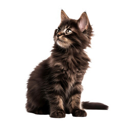 Obraz premium dark brown kitten sitting and looking away isolated on white background