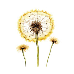 Common Dandelion clipart isolated on white background