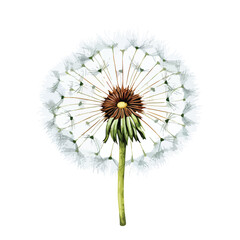 Common Dandelion clipart isolated on white background - obrazy, fototapety, plakaty