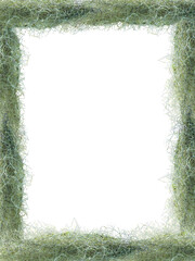 a frame of air plant Spanish moss plant. Nature background. - obrazy, fototapety, plakaty