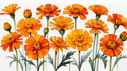  Marigold Flowers: A Vibrant Watercolor Painting