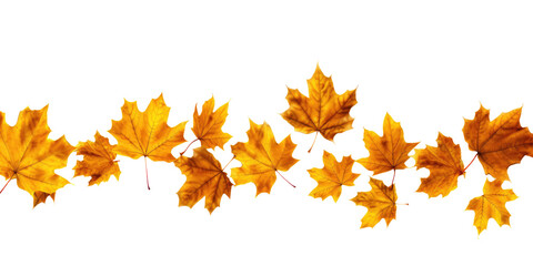 levitation of maple and oak autumn leaves on white isolated background