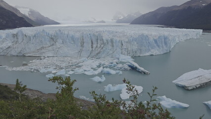 Perito Moreno Glacier Calving with Gentle Tree Branch Movement