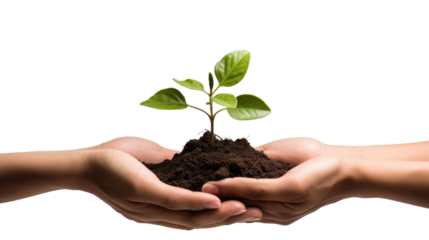 male and female hands hold a sprout on a white isolated background 