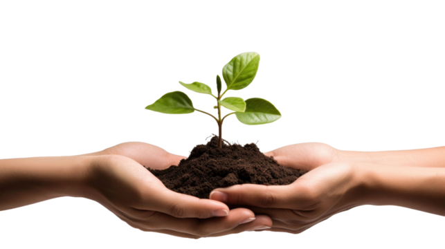 male and female hands hold a sprout on a white isolated background 