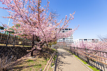 西ヶ原みんなの公園の河津桜