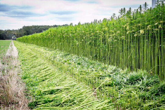 Champ de chanvre textile en cours de fauchage. Coup&eacute; en deux, il est d&eacute;pos&eacute; au sol pour le rouissage, &eacute;tape n&eacute;cessaire pour la fibre.