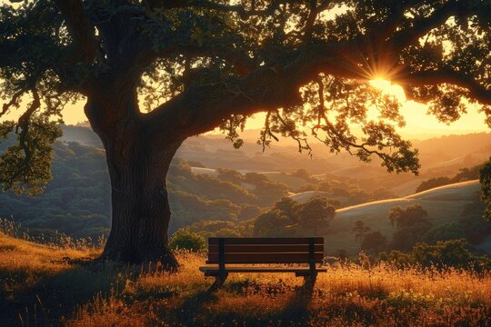 a bench under a tree in a field