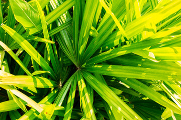 beautiful green leaf background of bamboo palm or lady palm