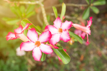 Impala Lily or Desert Rose or Mock Azalea, beautiful pink flower in garden.