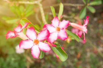 Fototapeten Impala Lily or Desert Rose or Mock Azalea, beautiful pink flower in garden. © nilawan