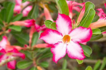 Impala Lily or Desert Rose or Mock Azalea, beautiful pink flower in garden.