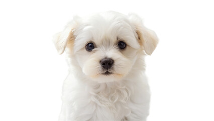 Portrait of white puppy. isolated on transparent background.
