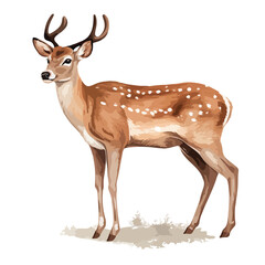 Fallow Deer clipart isolated on white background