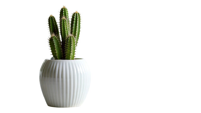 Cactus plant in white vase. isolated on transparent background.
