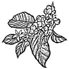 Coffee Bean Cartoon Illustration With Simple Colors. Isolated in White