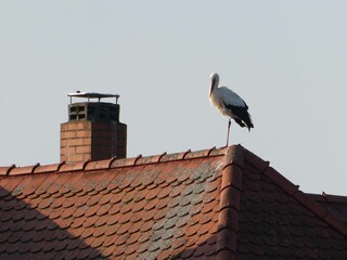 Storch