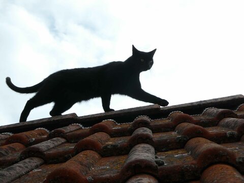 Schwarze Katze auf dem Ziegeldach