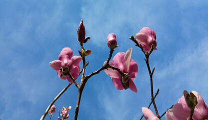 pink Magnolia tree in blossom against a blue cloudy sky. Blooming pink magnolia violet, purple...