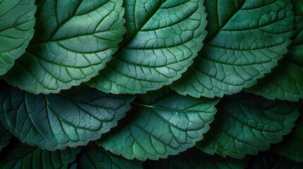close up tropical green leaf background