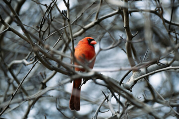 robin on a branch