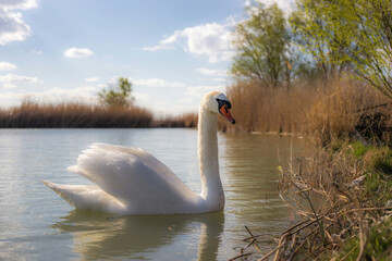 swan on the lake