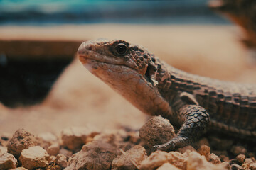 lizard on the rock