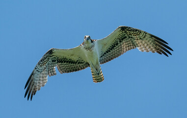 osprey in flight