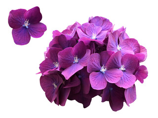 紫色の紫陽花の花