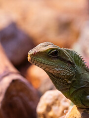 iguana on a tree
