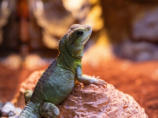 bearded dragon lizard