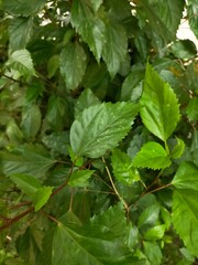 green leaves in the garden