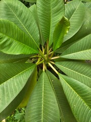close up of frangipani leaves