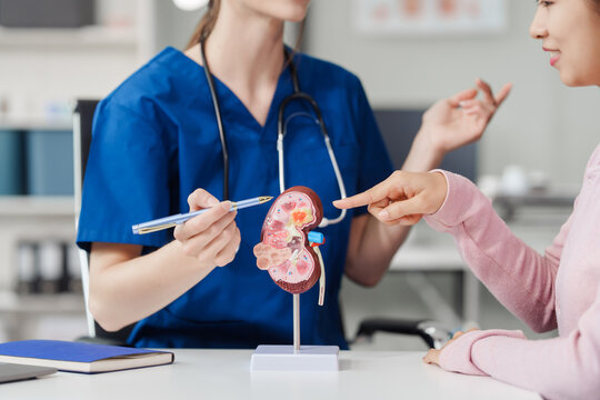 Kidney disease, Chronic kidney disease ckd, Female doctor explains the causes of the disease and treatment guidelines on kidney model to female asian patient at desk at urology hospital room.